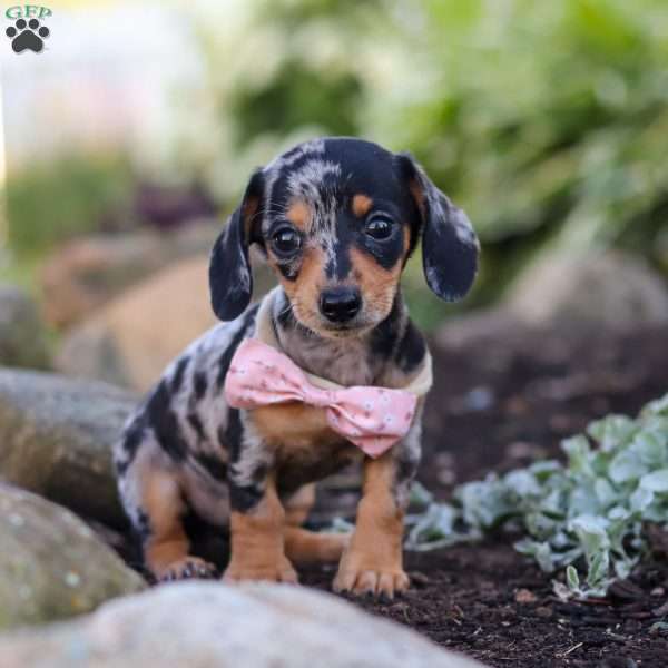 Stella, Dachshund Puppy